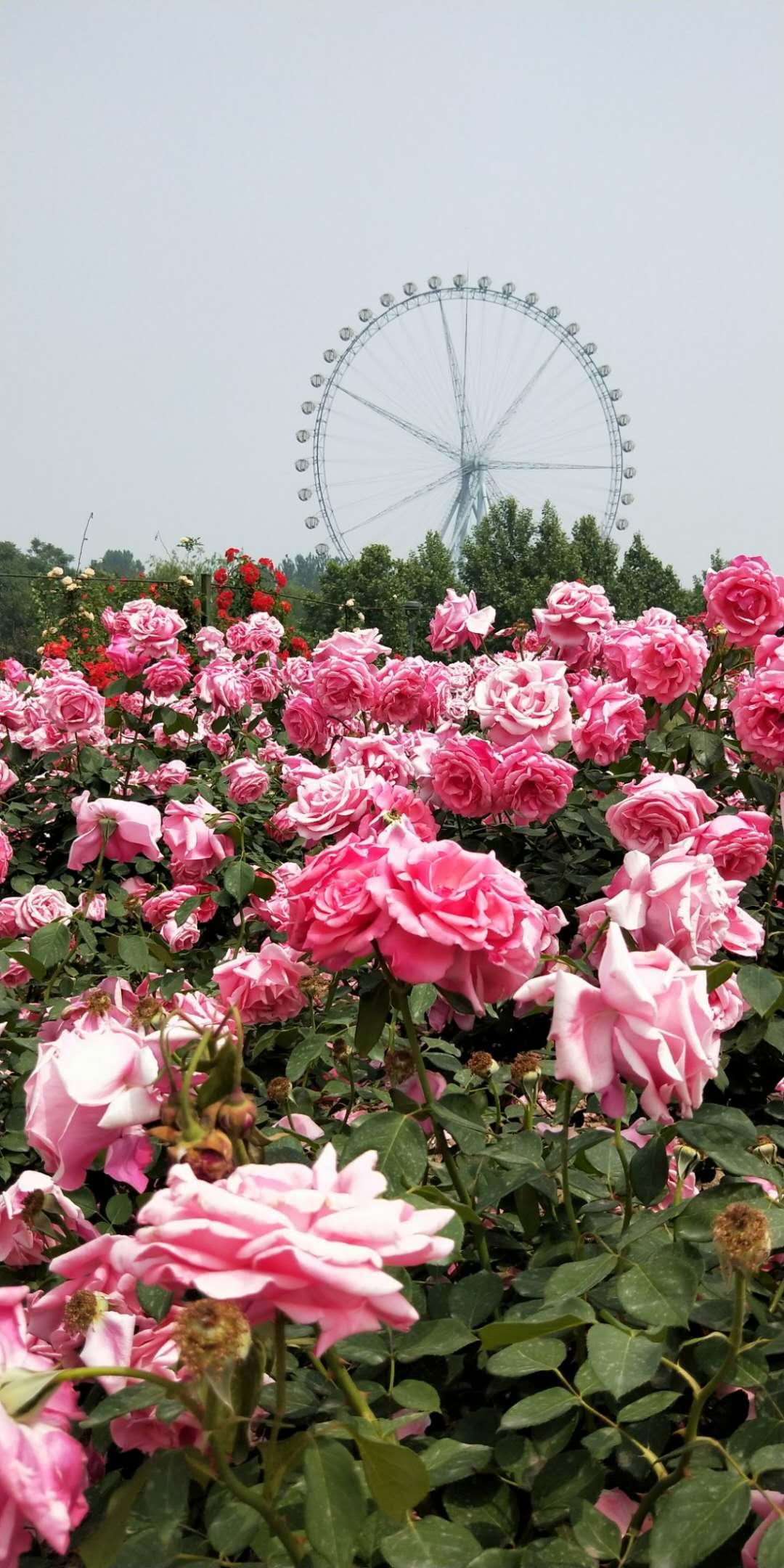 石家庄，华北明珠的历史与现代交融之旅